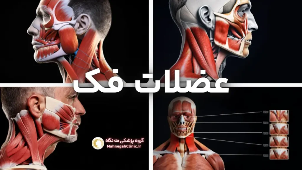 عضلات فک که در حین جویدن آدامس درگیر میشوند